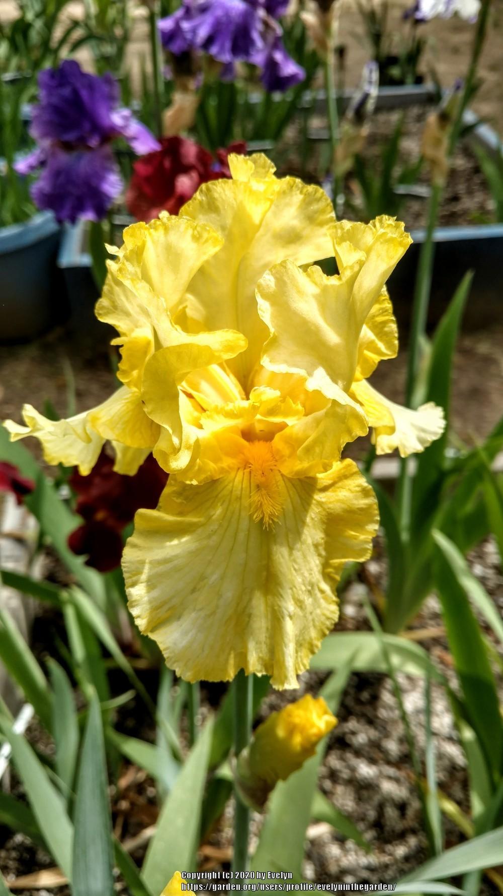 Photo of Tall Bearded Iris (Iris 'Luminosity') uploaded by evelyninthegarden