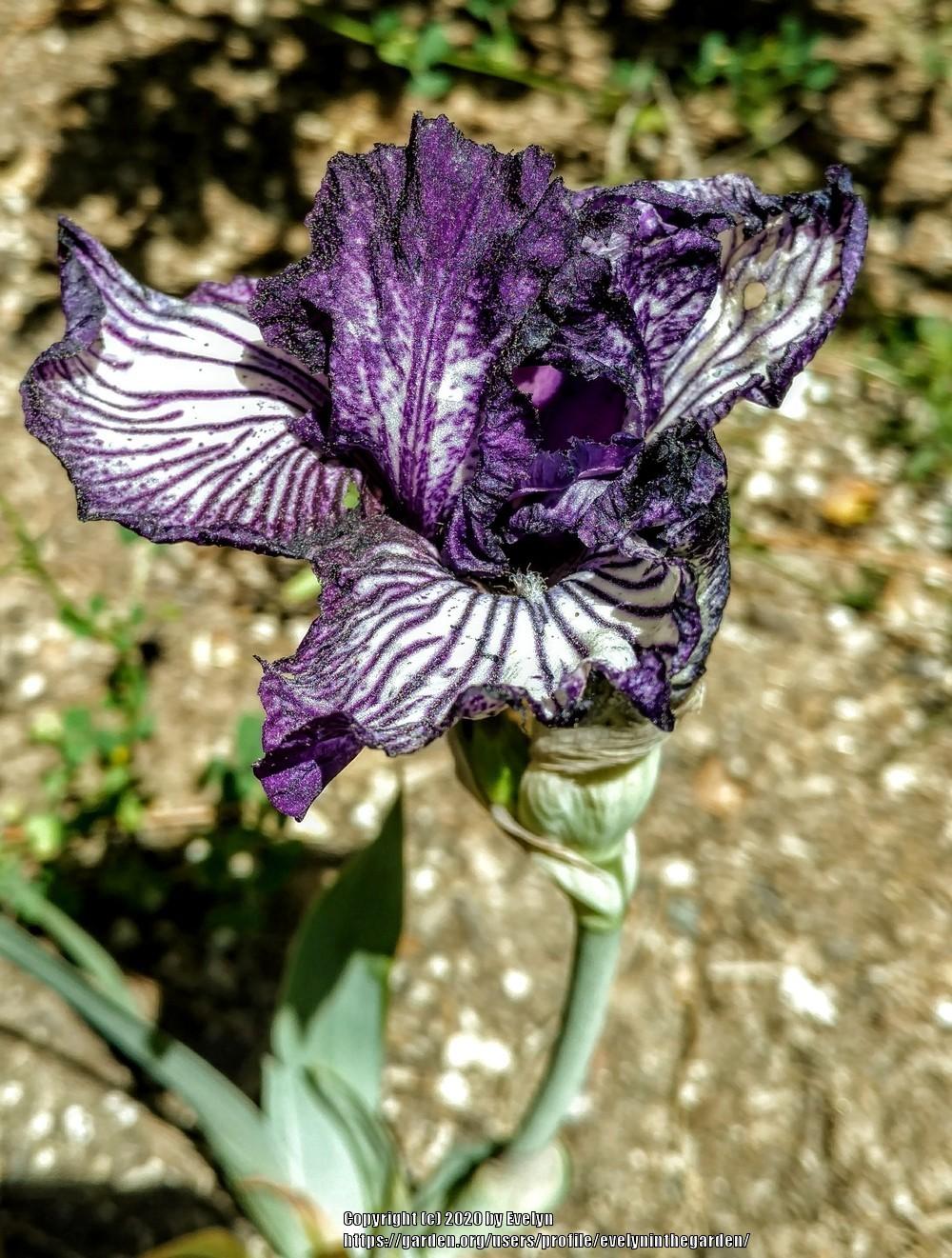 Photo of Intermediate Bearded Iris (Iris 'Line Drive') uploaded by evelyninthegarden