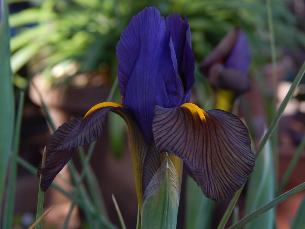 Photo of Dutch Iris (Iris x hollandica 'Eye of the Tiger') uploaded by jathton