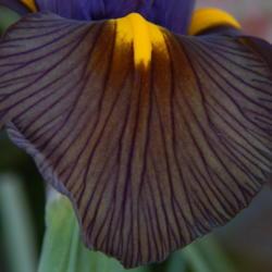 Location: in my shade garden
Date: 2020-04-07
Iris x hollandica 'Eye of the Tiger'