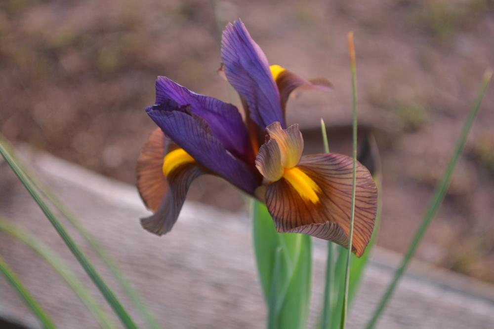 Photo of Dutch Iris (Iris x hollandica 'Eye of the Tiger') uploaded by jathton