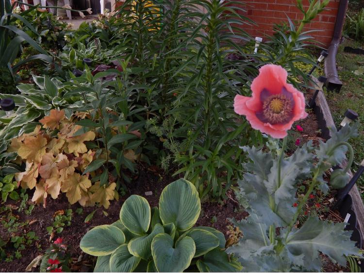Photo of Opium Poppy (Papaver somniferum) uploaded by jathton