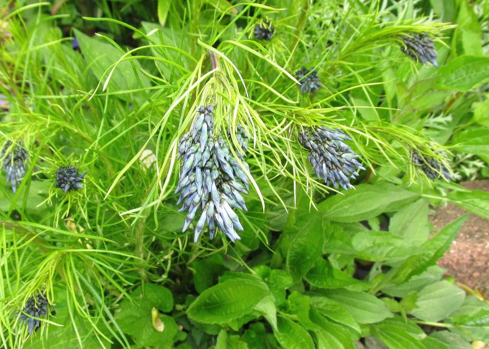 Photo of Amsonia uploaded by jmorth
