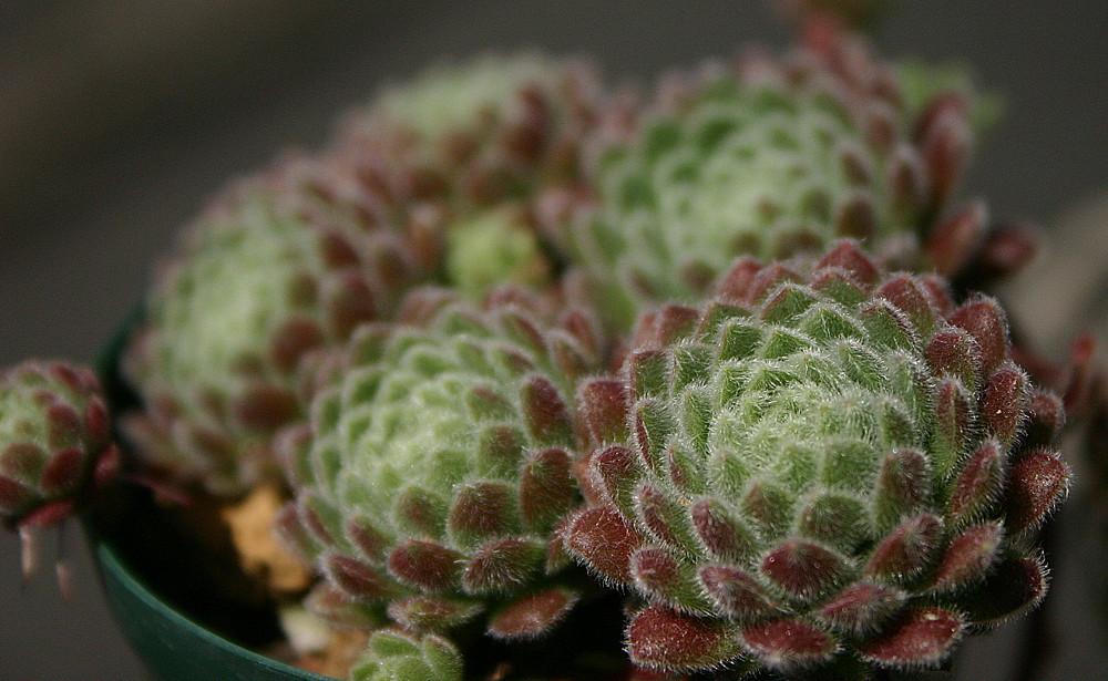 Photo of Hen and Chicks (Sempervivum 'Pacific Zoftic') uploaded by loosertora