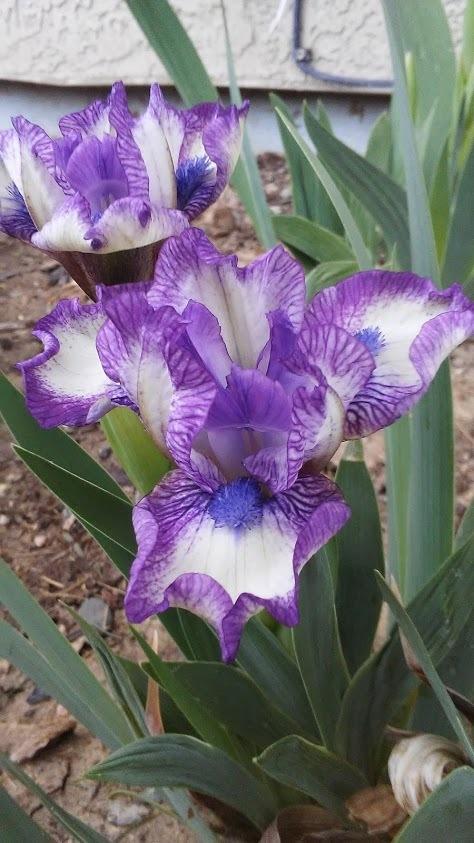 Photo of Standard Dwarf Bearded Iris (Iris 'Lucky') uploaded by scary1785