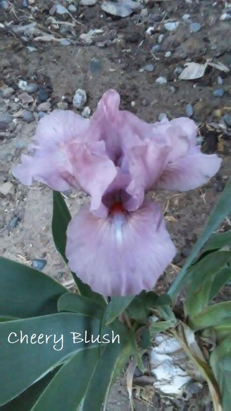 Photo of Standard Dwarf Bearded Iris (Iris 'Cheery Blush') uploaded by scary1785