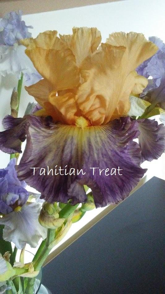 Photo of Tall Bearded Iris (Iris 'Tahitian Treat') uploaded by scary1785