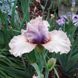 Location: My Caffeinated Garden, Grapevine, TX
Date: 2020-04-09
First bloom ever in my Caffeinated Garden!