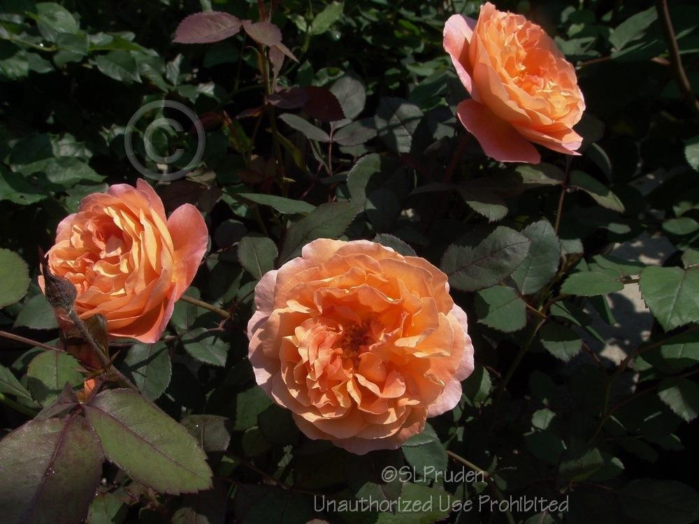 Photo of Rose (Rosa 'Lady Emma Hamilton') uploaded by DaylilySLP