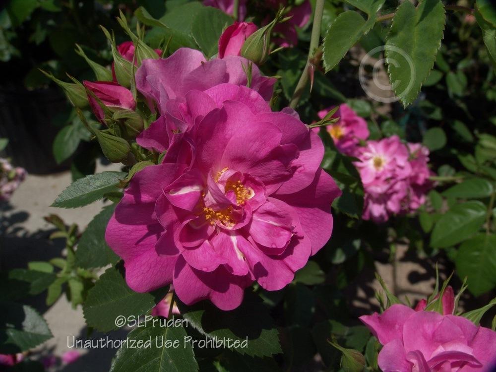 Photo of Rose (Rosa 'John Cabot') uploaded by DaylilySLP