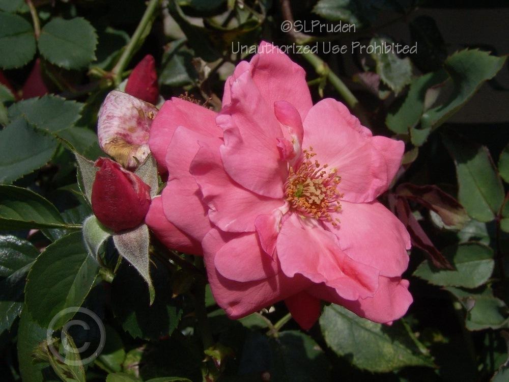 Photo of Rose (Rosa 'Lady Elsie May') uploaded by DaylilySLP