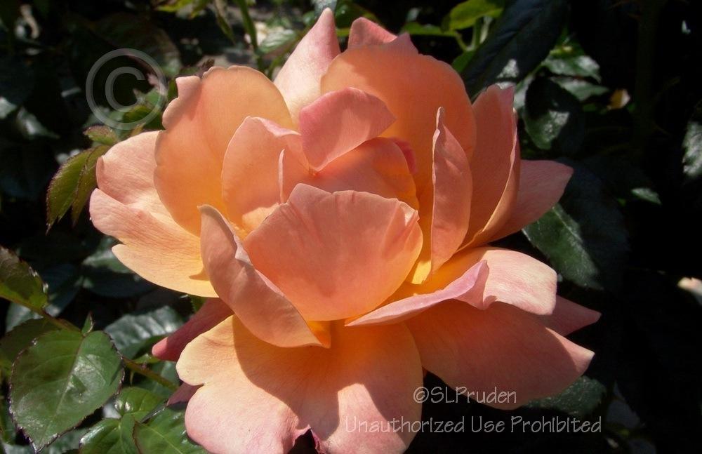 Photo of Floribunda Rose (Rosa 'Livin' Easy') uploaded by DaylilySLP