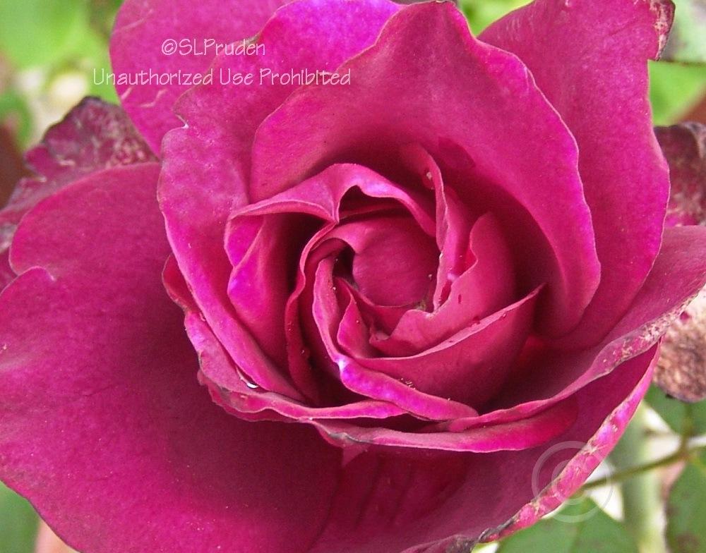 Photo of Rose (Rosa 'Intrigue') uploaded by DaylilySLP