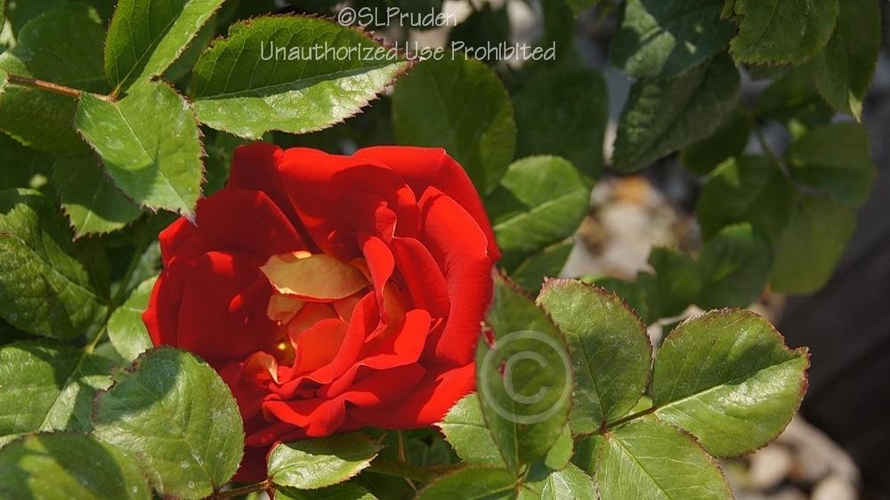 Photo of Floribunda Rose (Rosa 'Ketchup & Mustard') uploaded by DaylilySLP