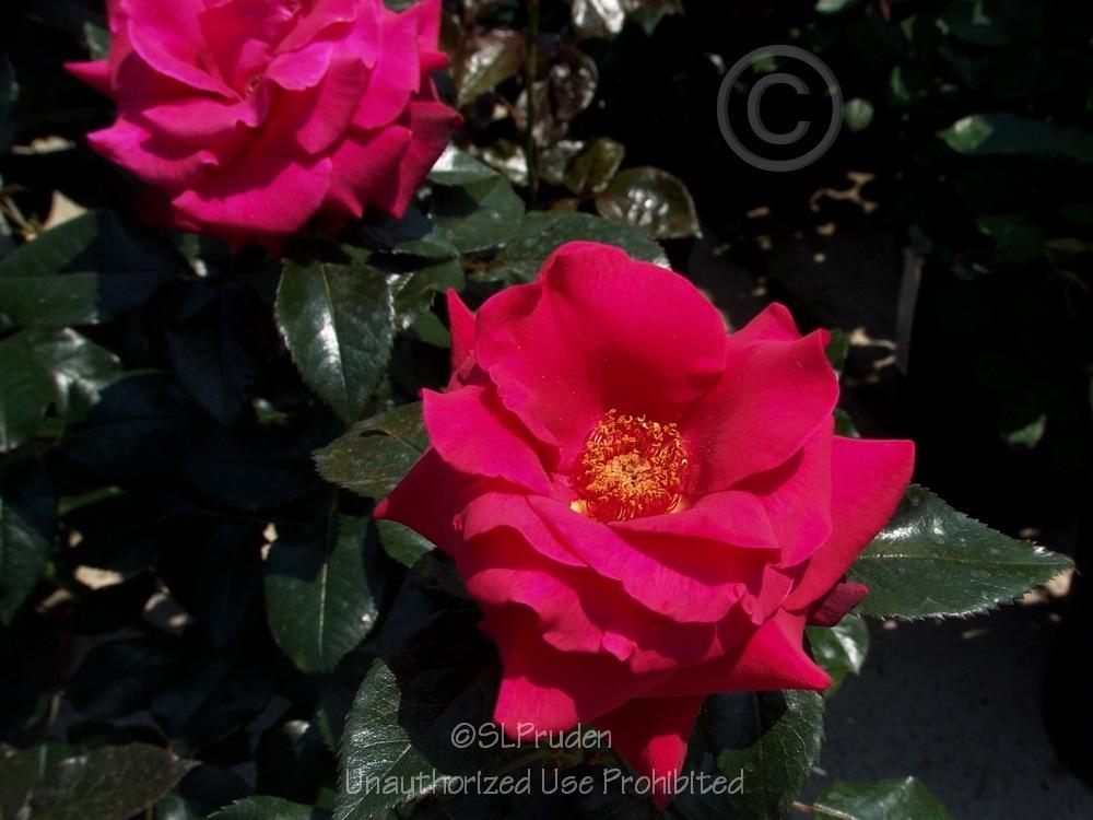 Photo of Rose (Rosa 'Lasting Love') uploaded by DaylilySLP