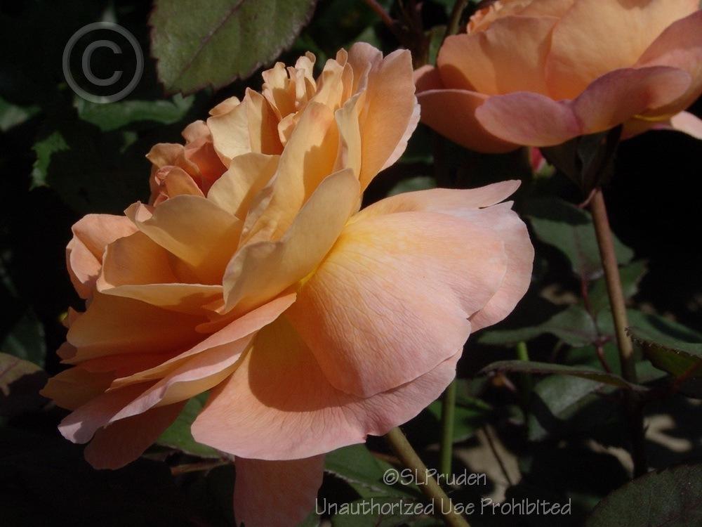 Photo of Rose (Rosa 'Lady Emma Hamilton') uploaded by DaylilySLP