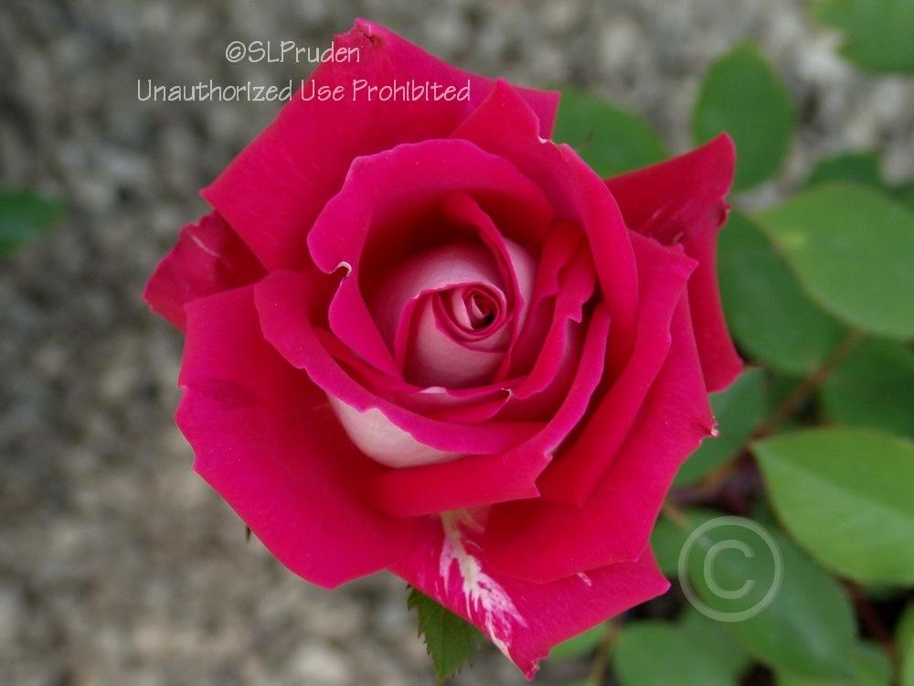 Photo of Rose (Rosa 'Love') uploaded by DaylilySLP