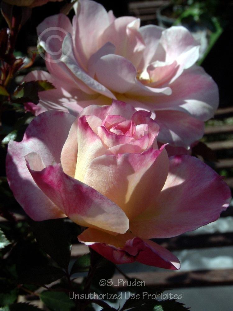 Photo of Rose (Rosa 'Lovestruck') uploaded by DaylilySLP