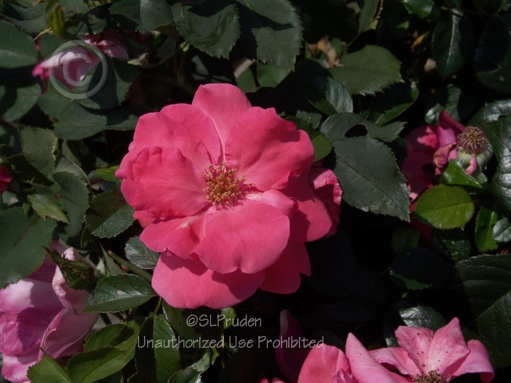 Photo of Rose (Rosa 'Lady Elsie May') uploaded by DaylilySLP