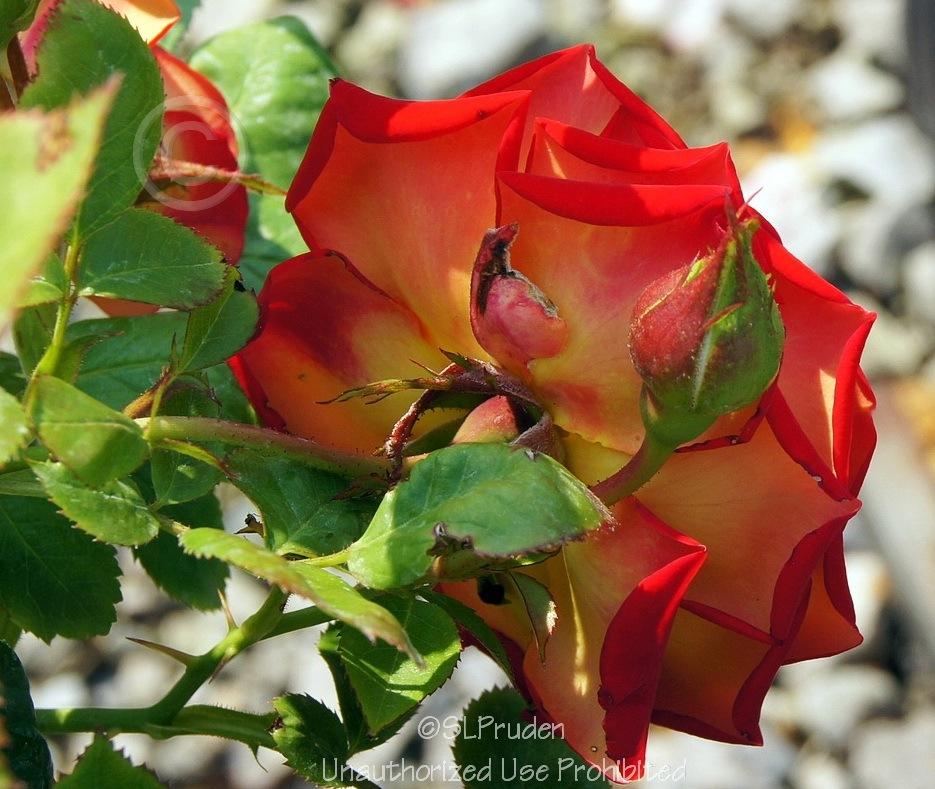 Photo of Floribunda Rose (Rosa 'Ketchup & Mustard') uploaded by DaylilySLP