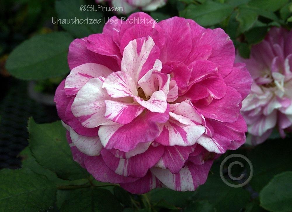 Photo of Rose (Rosa 'Julio Iglesias') uploaded by DaylilySLP