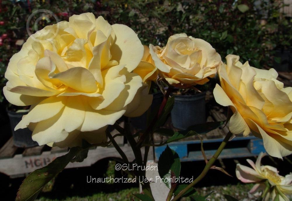 Photo of Floribunda Rose (Rosa 'Julia Child') uploaded by DaylilySLP