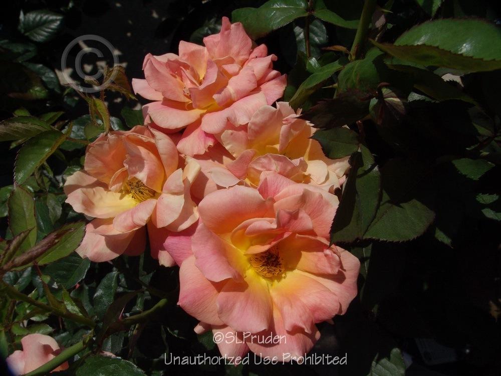 Photo of Floribunda Rose (Rosa 'Livin' Easy') uploaded by DaylilySLP
