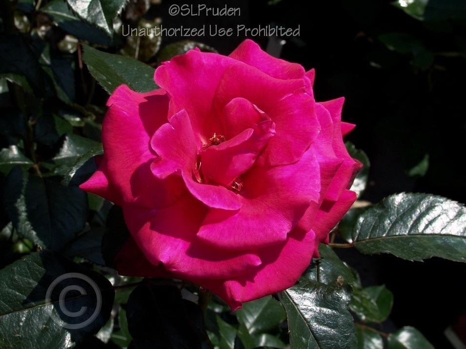 Photo of Rose (Rosa 'Lasting Love') uploaded by DaylilySLP