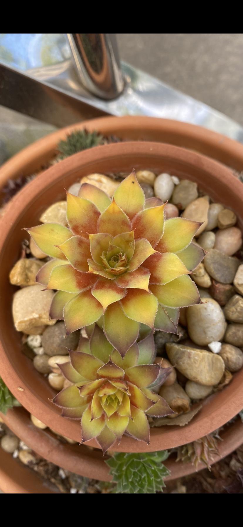 Photo of Hen and Chicks (Sempervivum 'Gold Nugget') uploaded by Foxamilion