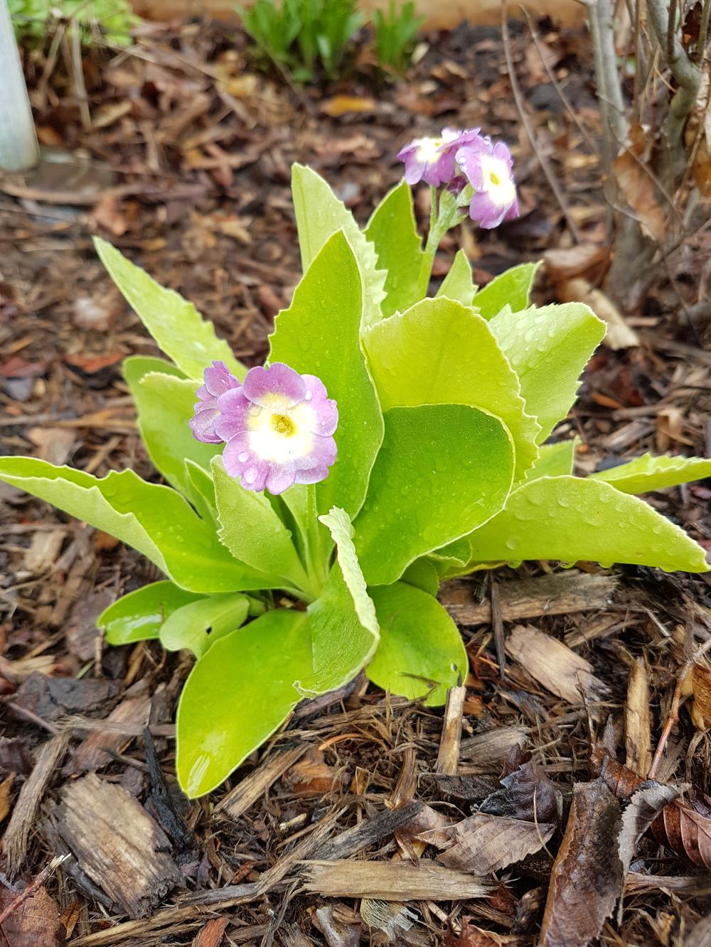 Photo of Auricula Primrose (Primula auricula subsp. auricula) uploaded by MissMew