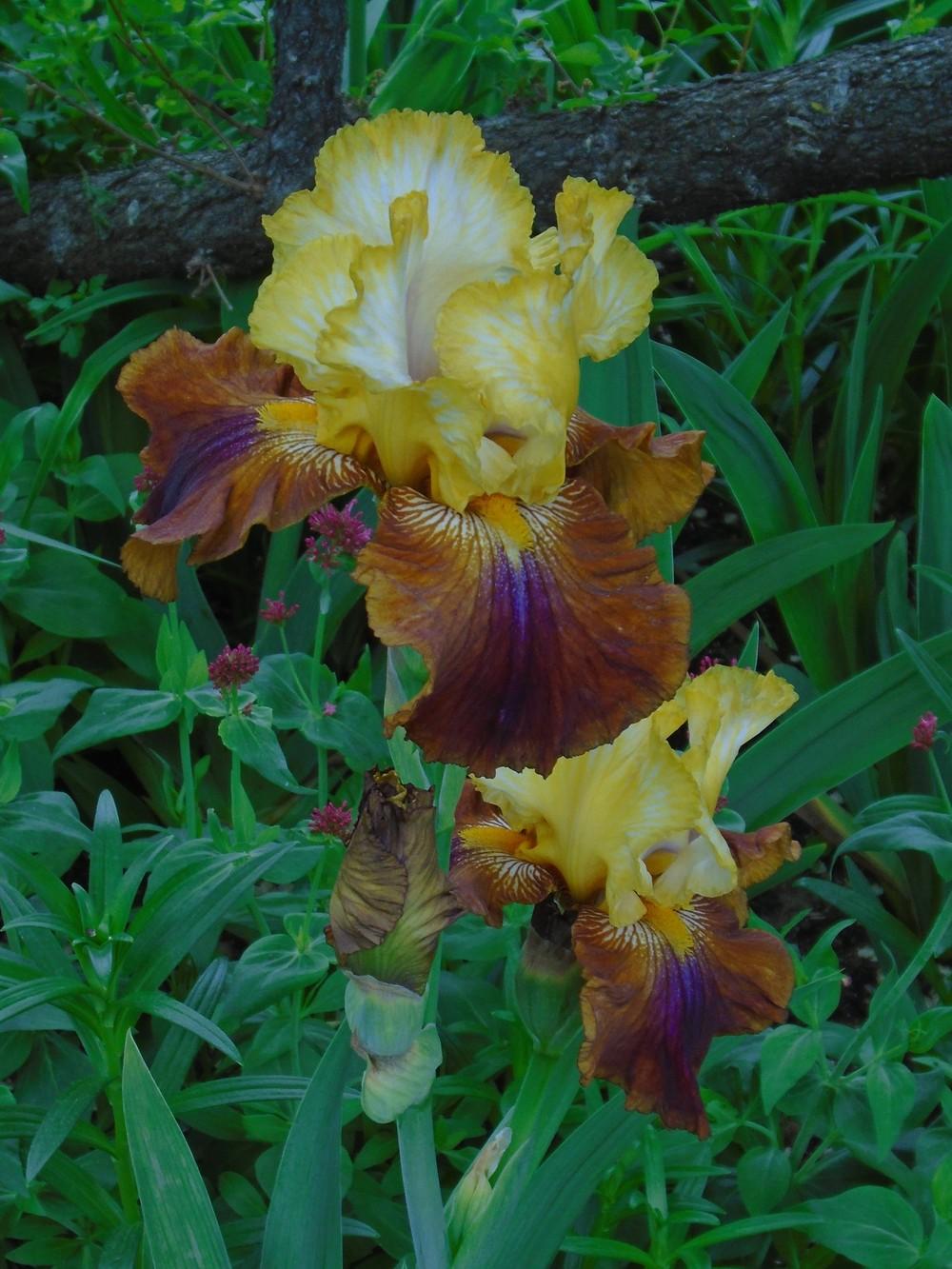 Photo of Tall Bearded Iris (Iris 'Mayan Mysteries') uploaded by Paul2032