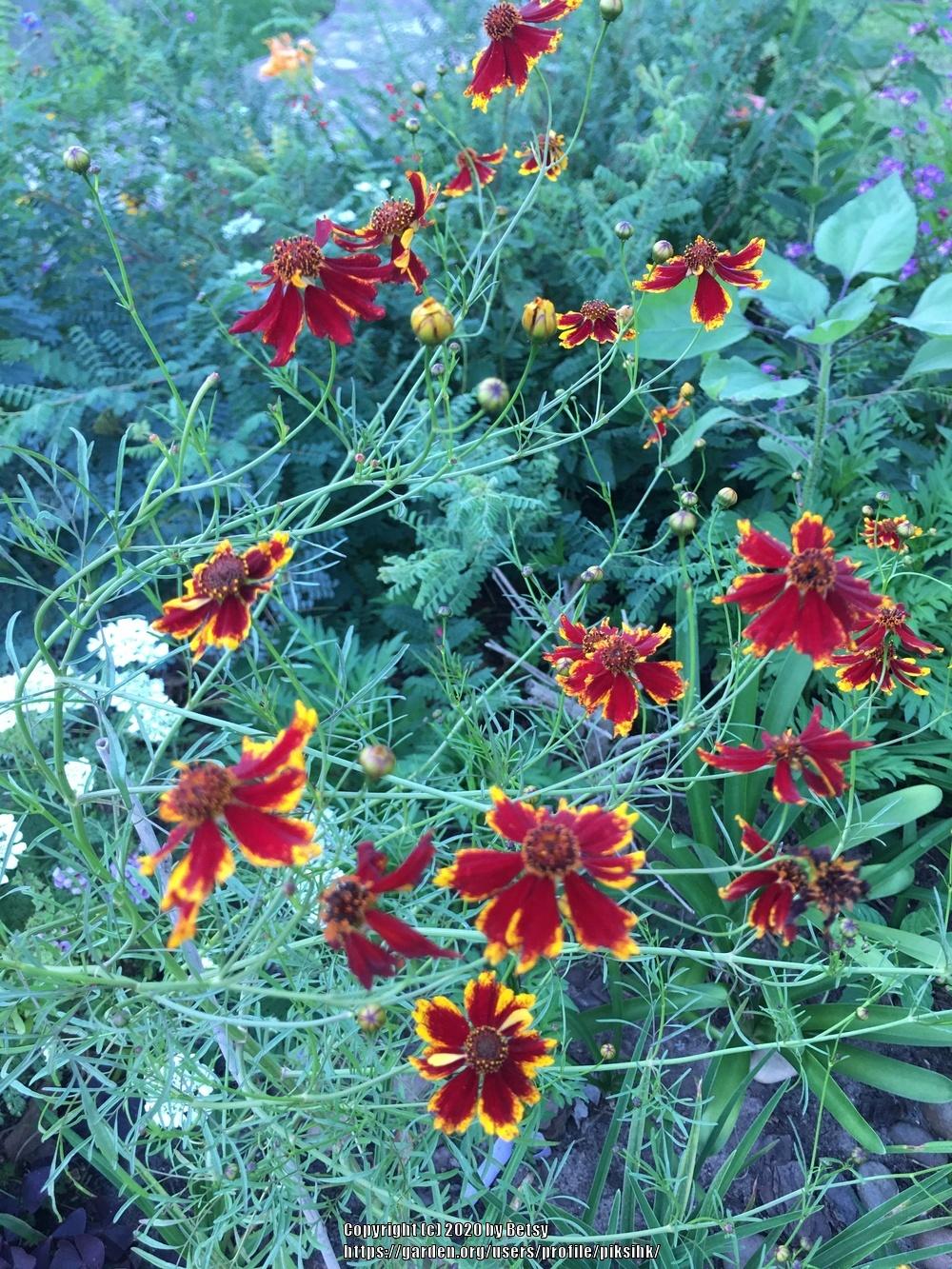 Photo of Tickseeds (Coreopsis) uploaded by piksihk