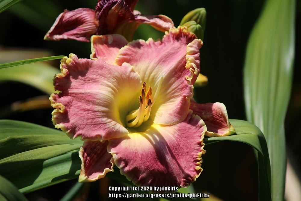 Photo of Daylily (Hemerocallis 'Picture in Picture') uploaded by pinkiris