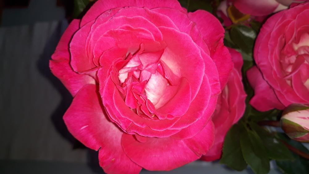 Photo of Roses (Rosa) uploaded by skopjecollection