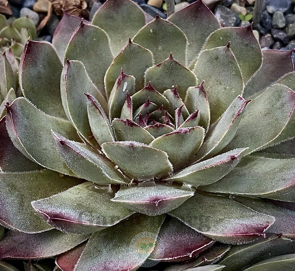 Photo of Hen and Chicks (Sempervivum 'Storm Chaser') uploaded by springcolor