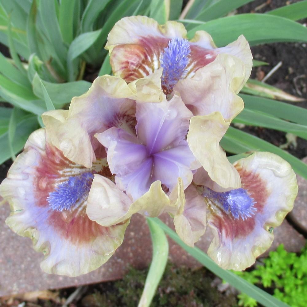 Photo of Standard Dwarf Bearded Iris (Iris 'Antsy') uploaded by stilldew