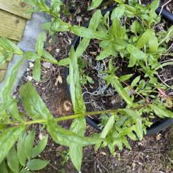 Location: In old pot
Date: May 15 
These Plants appeared in an old pot. Are they weeds or worth keep
