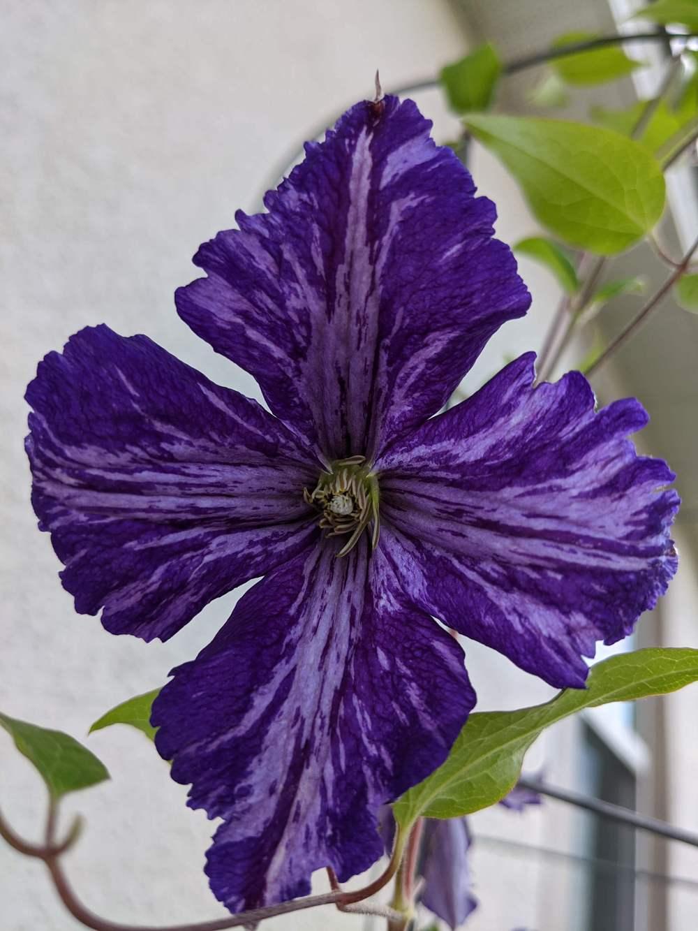 Photo of Clematis 'Tie Dye' uploaded by Akhara