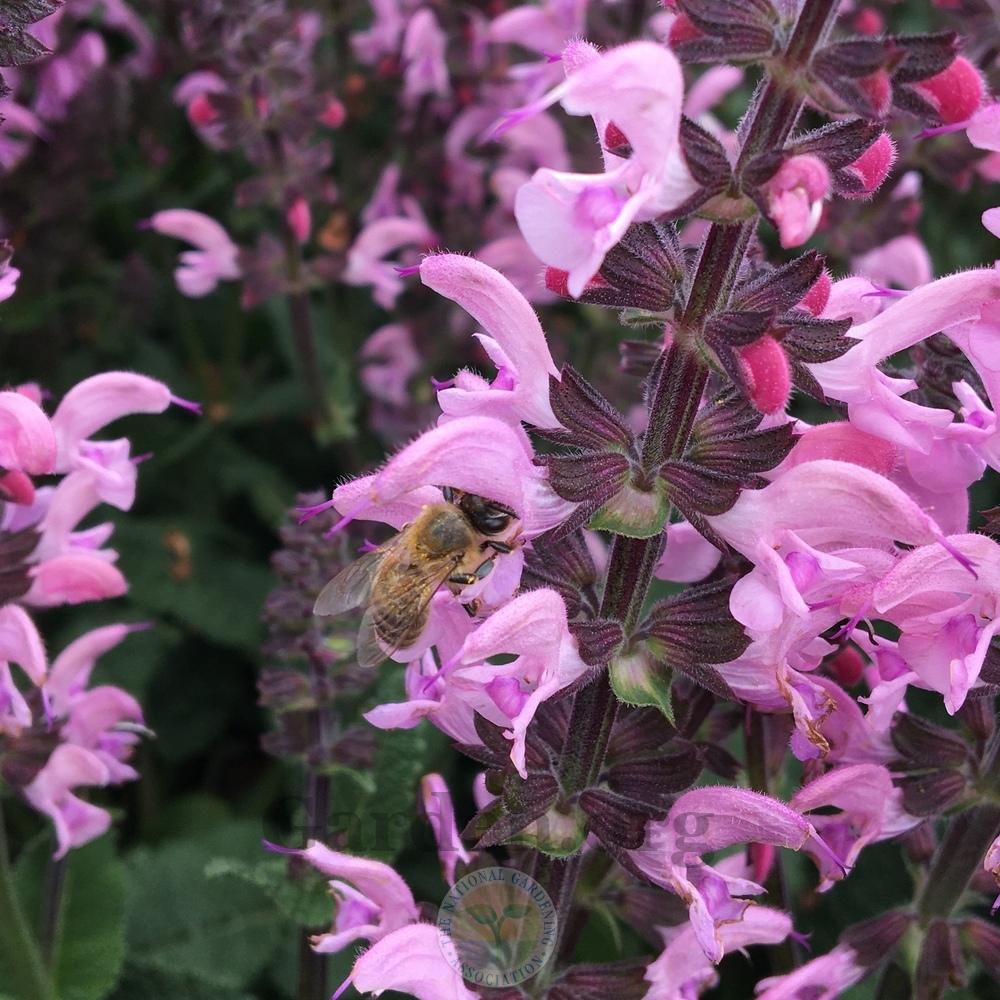 Photo of Sage (Salvia Color Spires® Pink Dawn) uploaded by BlueOddish