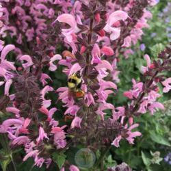 Location: Riverton, Utah, United States
Date: 2020-05-14
#pollination #pollinator