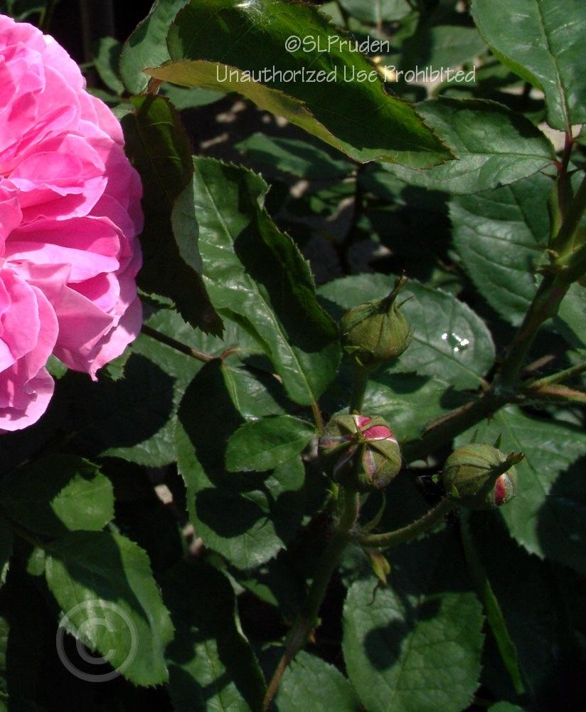 Photo of Rose (Rosa 'Mary Rose') uploaded by DaylilySLP