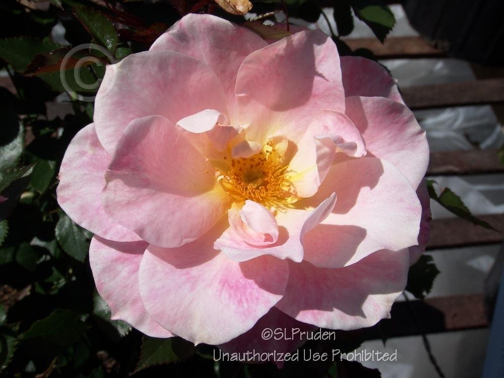 Photo of Rose (Rosa 'Lovestruck') uploaded by DaylilySLP