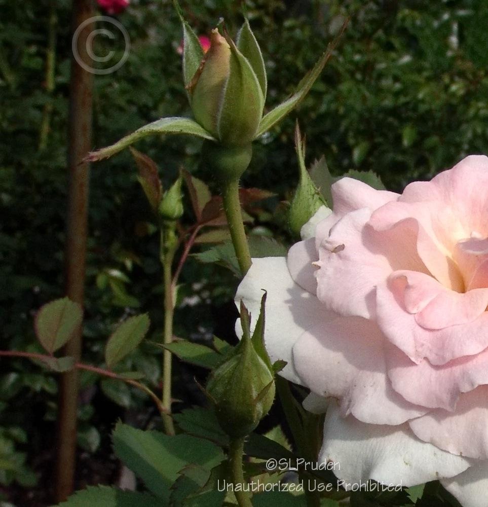 Photo of Rose (Rosa 'Morden Blush') uploaded by DaylilySLP