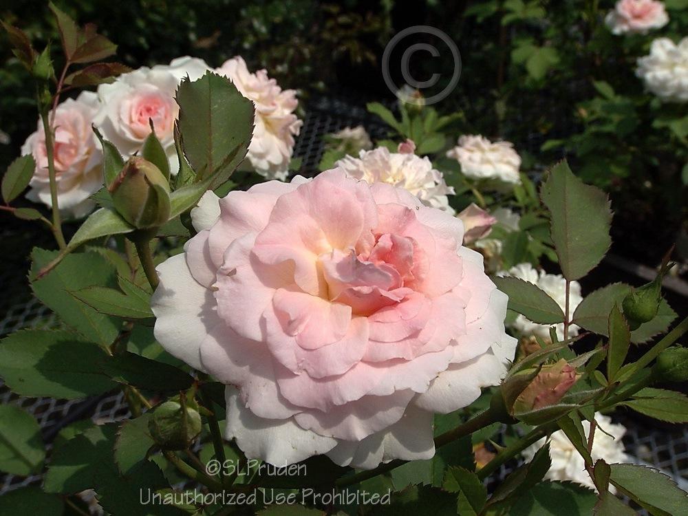 Photo of Rose (Rosa 'Morden Blush') uploaded by DaylilySLP