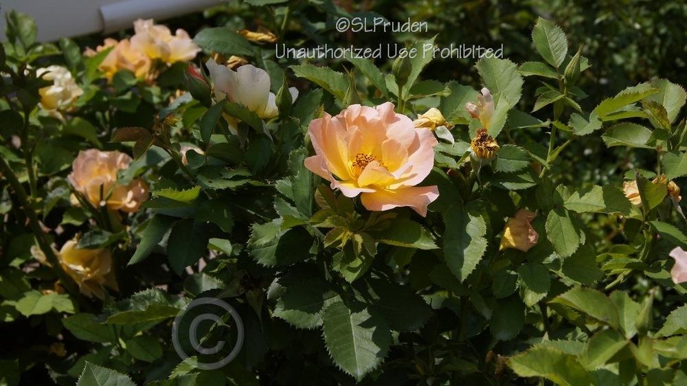 Photo of Rose (Rosa 'Morden Sunrise') uploaded by DaylilySLP