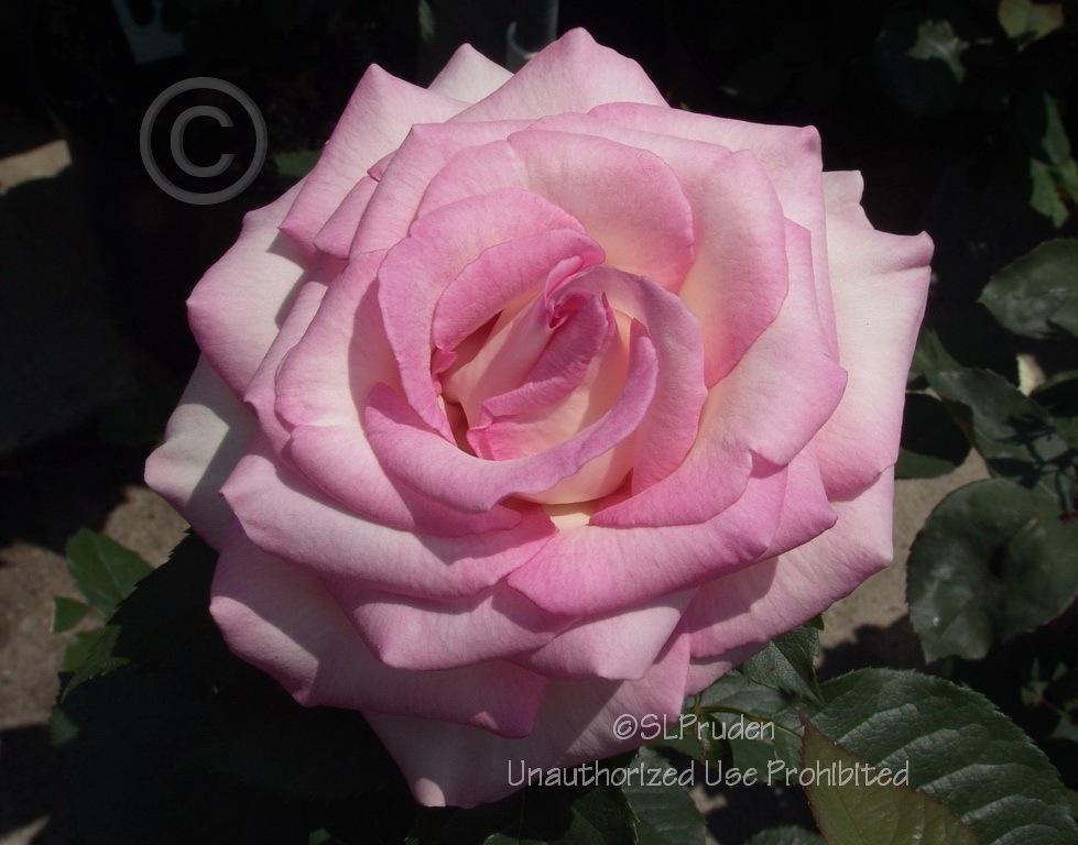 Photo of Rose (Rosa Moonstone™) uploaded by DaylilySLP