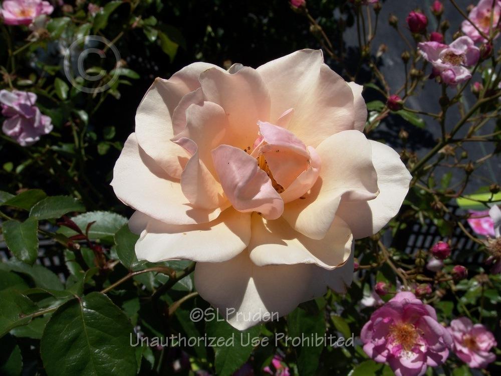 Photo of Rose (Rosa 'Mother of Pearl') uploaded by DaylilySLP