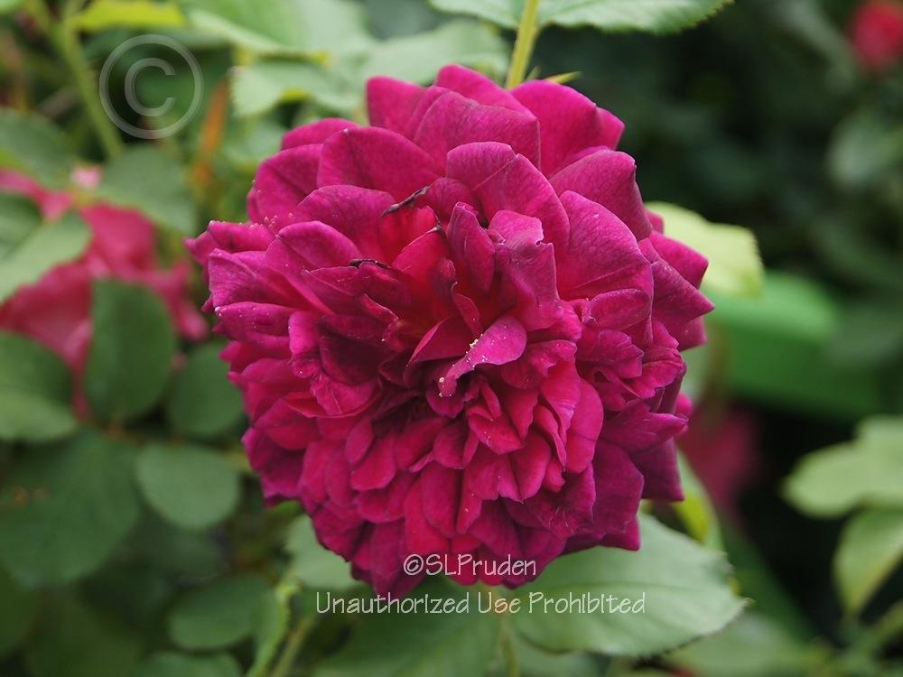 Photo of English Shrub Rose (Rosa 'Munstead Wood') uploaded by DaylilySLP