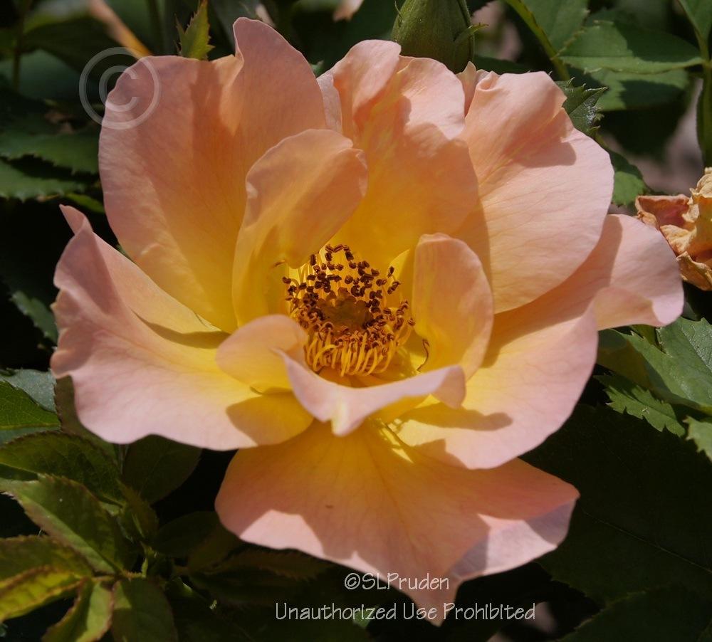 Photo of Rose (Rosa 'Morden Sunrise') uploaded by DaylilySLP