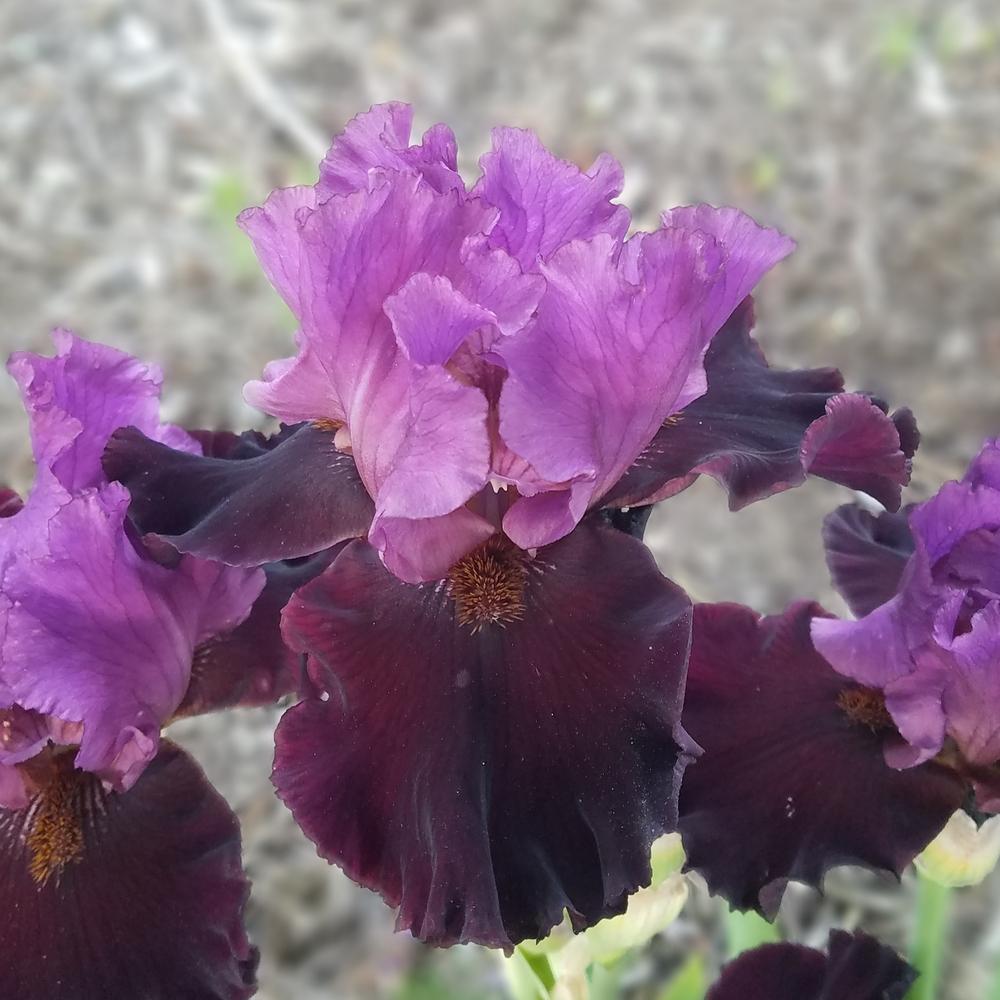 Photo of Tall Bearded Iris (Iris 'I'm Back') uploaded by OrganicJen
